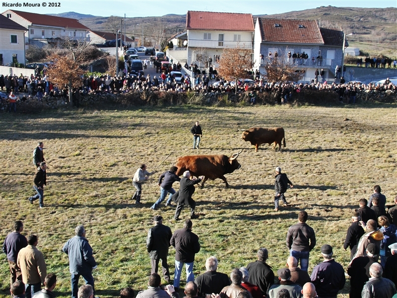 XXI Feira do Fumeiro - Chegas de Bois