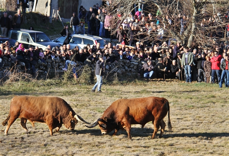 XXI Feira do Fumeiro - Chegas de Bois