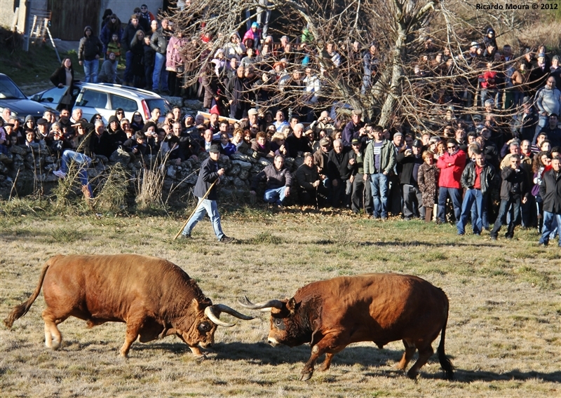 XXI Feira do Fumeiro - Chegas de Bois