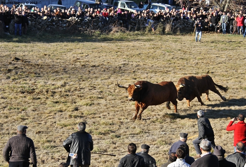 XXI Feira do Fumeiro - Chegas de Bois