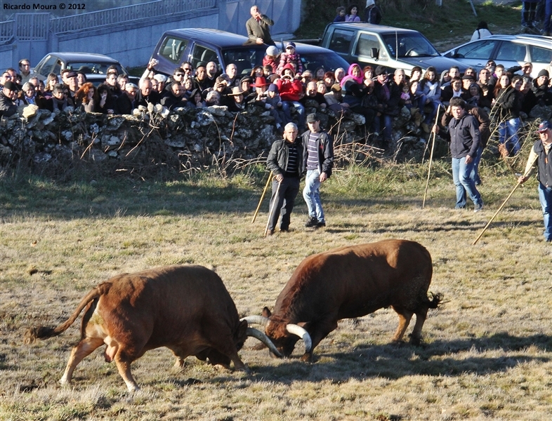 XXI Feira do Fumeiro - Chegas de Bois