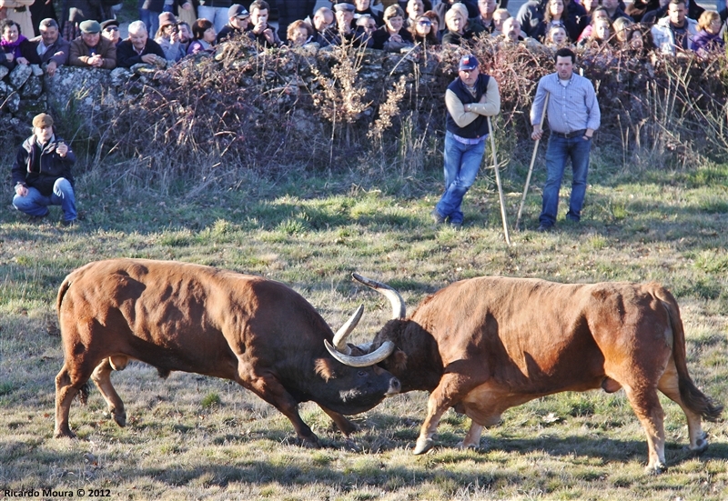 XXI Feira do Fumeiro - Chegas de Bois