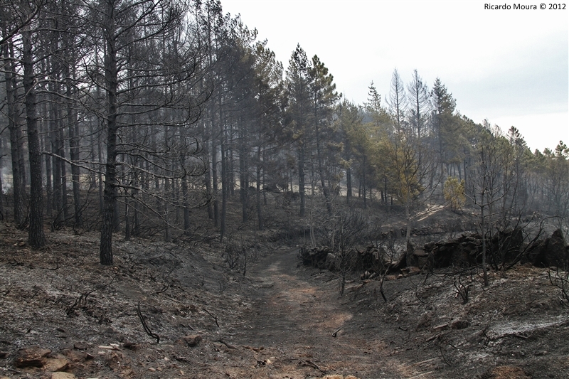 Mais de 150 hectares ardidos