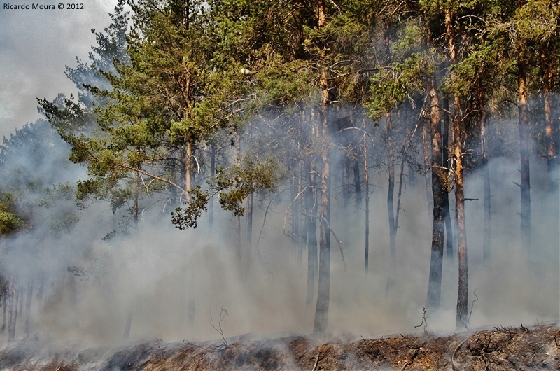Incêndio no pinhal de Morgade