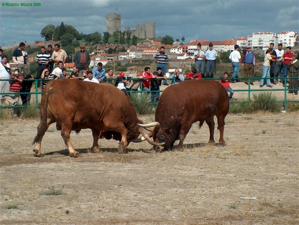 Campeonato de Chegas de Bois de Raça Barrosã arranca este Domingo