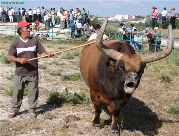 Arrancou Campeonato de Chegas de Bois