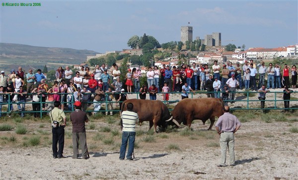 Arrancou Campeonato de Chegas de Bois