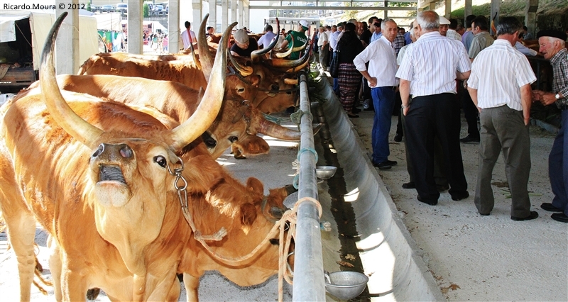 Montalegre - Feira do Prémio 2012