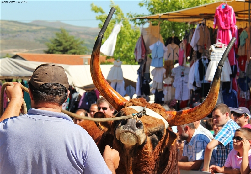 Montalegre - Feira do Prémio 2012