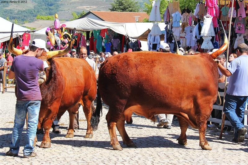 Montalegre - Feira do Prémio 2012