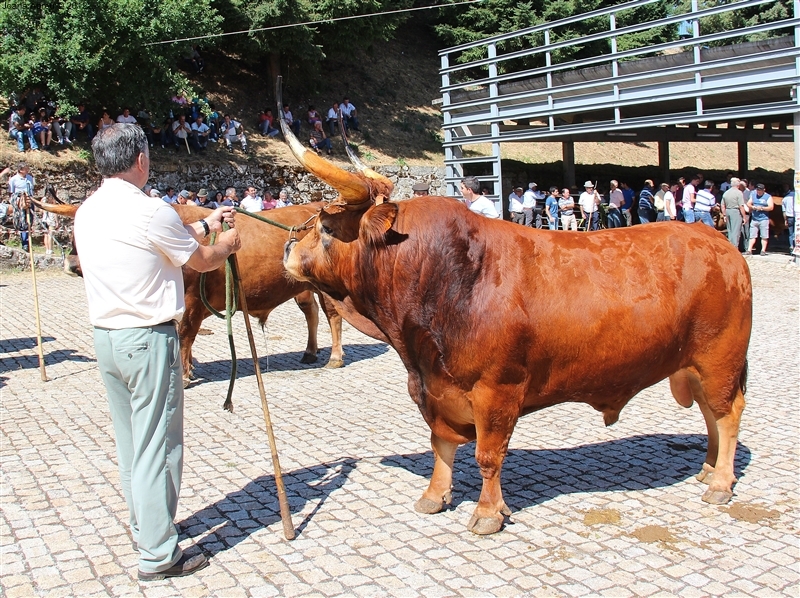 Montalegre - Feira do Prémio 2012