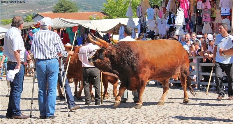 Montalegre - Feira do Prémio 2012