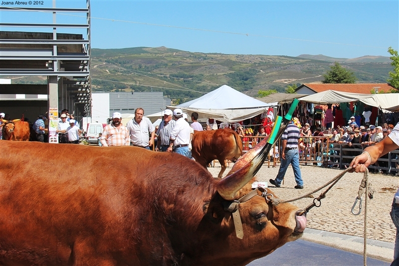 Montalegre - Feira do Prémio 2012