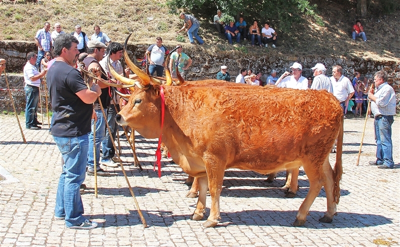 Montalegre - Feira do Prémio 2012