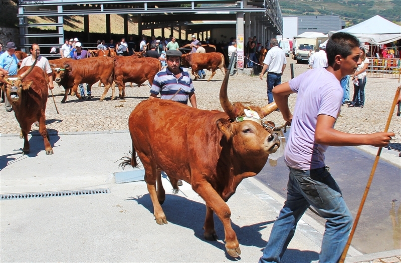 Montalegre - Feira do Prémio 2012