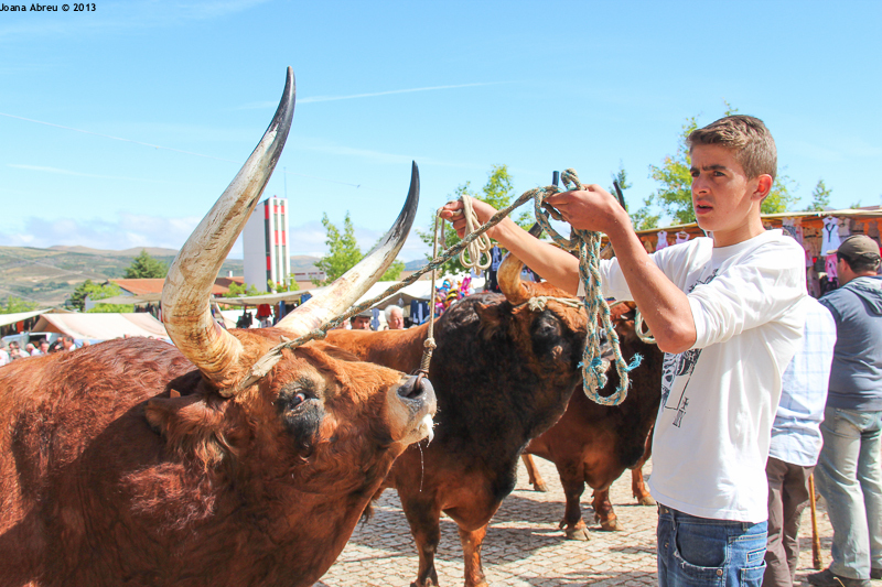 Montalegre - Feira do Prémio 2013