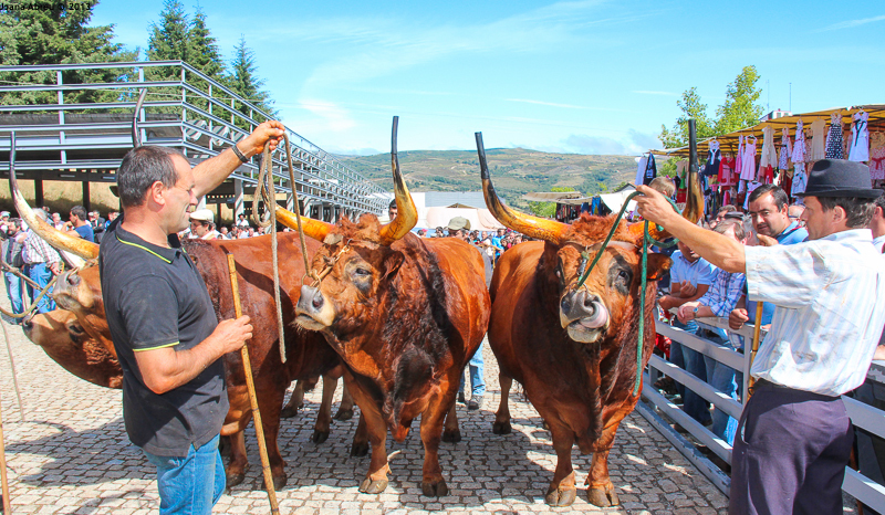 Montalegre - Feira do Prémio 2013