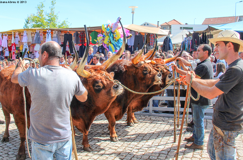 Montalegre - Feira do Prémio 2013