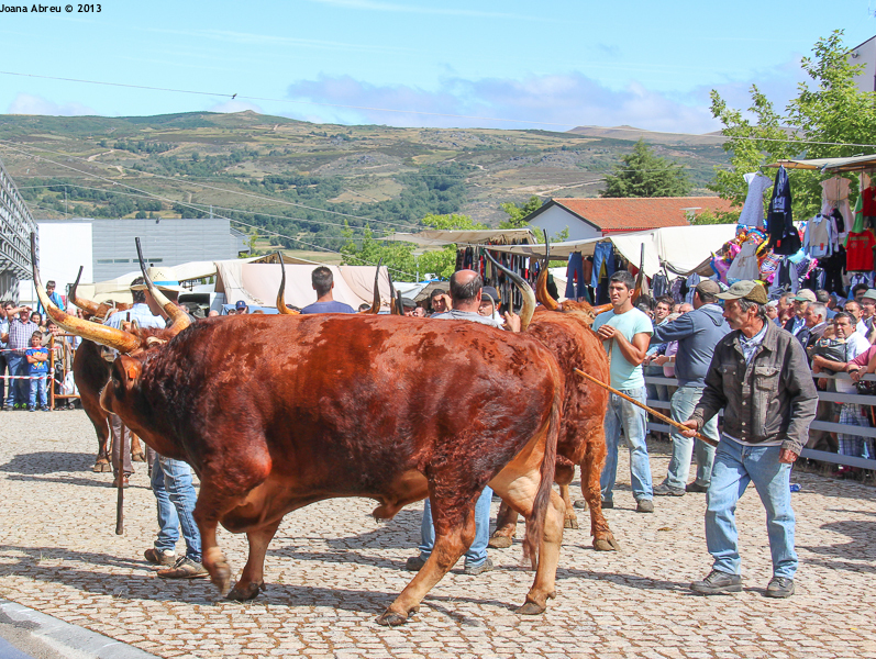 Montalegre - Feira do Prémio 2013