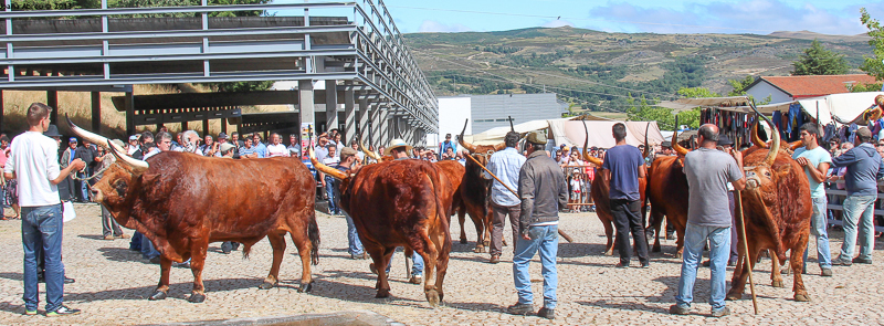 Montalegre - Feira do Prémio 2013