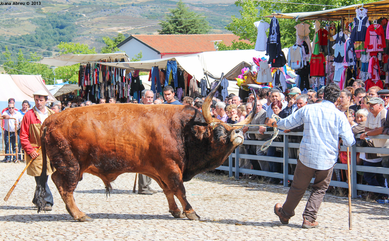 Montalegre - Feira do Prémio 2013