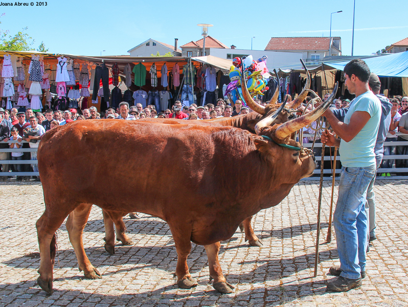 Montalegre - Feira do Prémio 2013