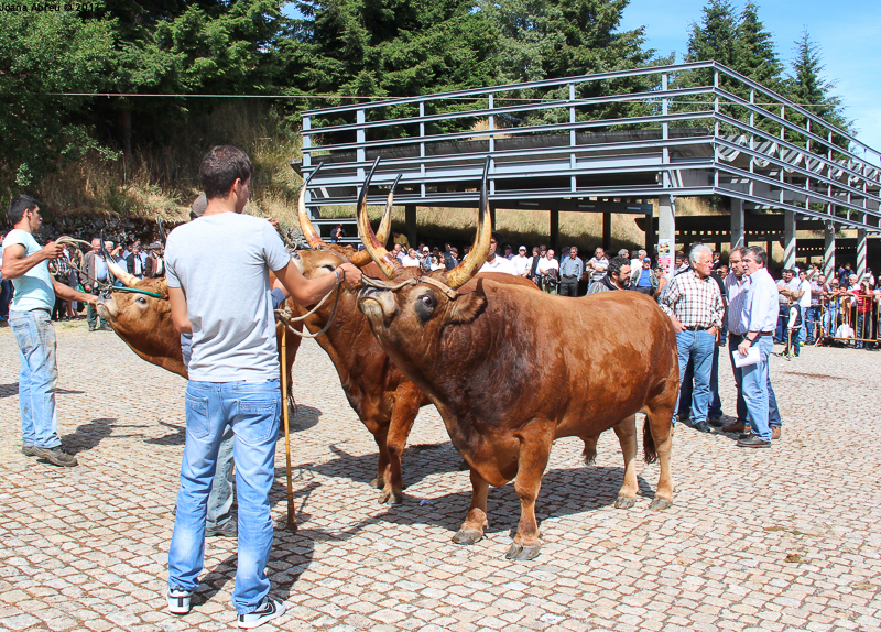 Montalegre - Feira do Prémio 2013
