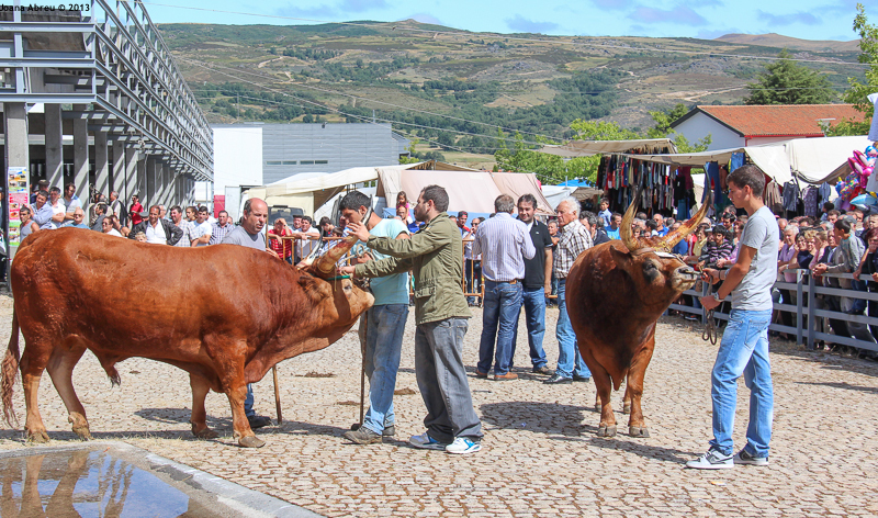 Montalegre - Feira do Prémio 2013
