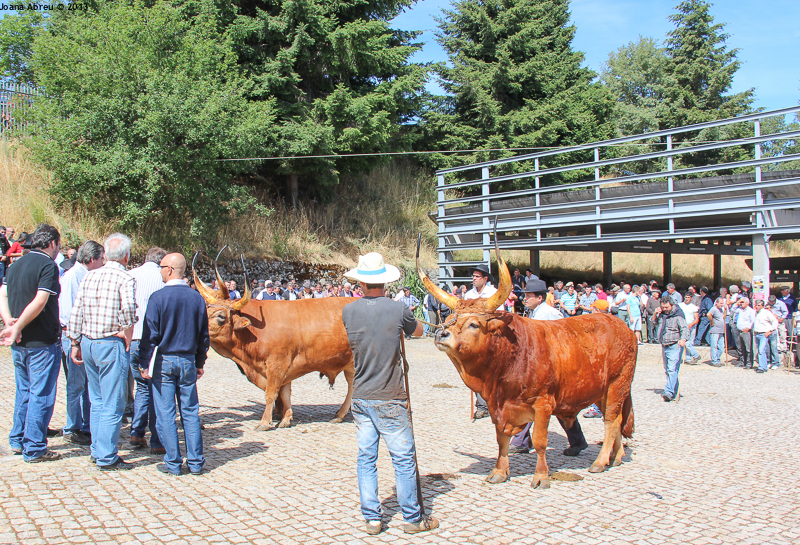 Montalegre - Feira do Prémio 2013