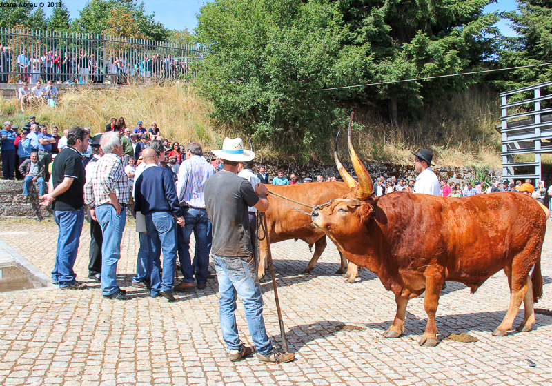Montalegre - Feira do Prémio 2013