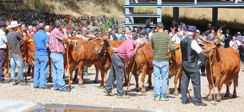 Montalegre - Feira do Prémio 2013