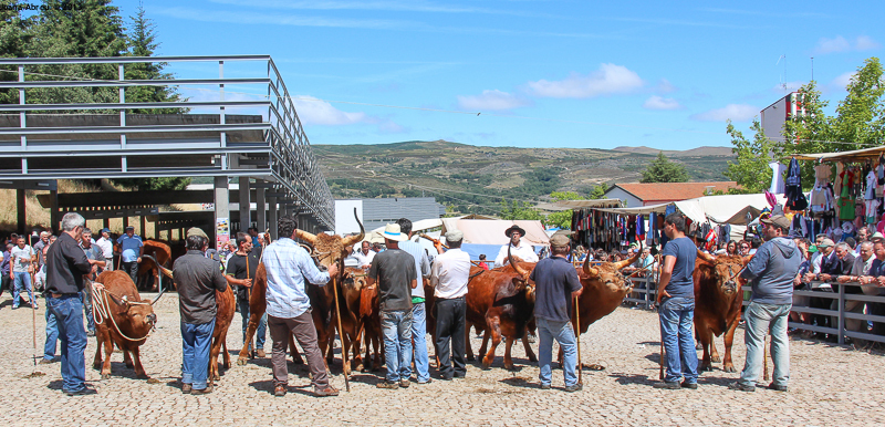 Montalegre - Feira do Prémio 2013