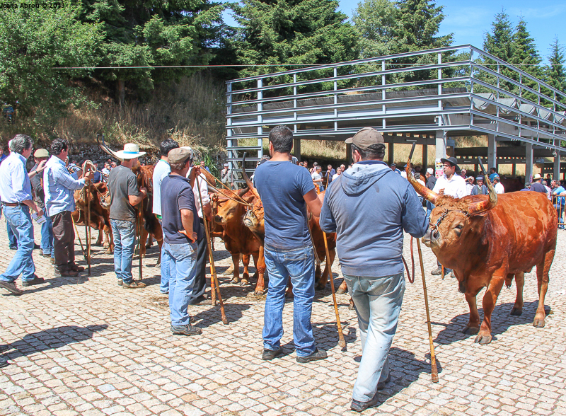 Montalegre - Feira do Prémio 2013