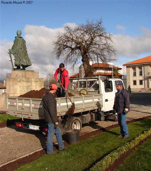 Arranjo nos jardins da Praça do Município