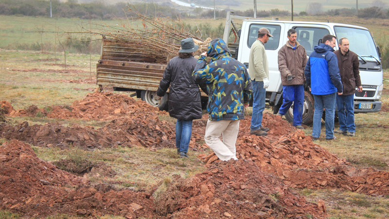 Montalegre assinala &quot;Dia Mundial da Árvore&quot; 2014