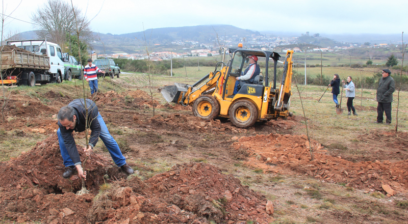 Montalegre assinala &quot;Dia Mundial da Árvore&quot; 2014