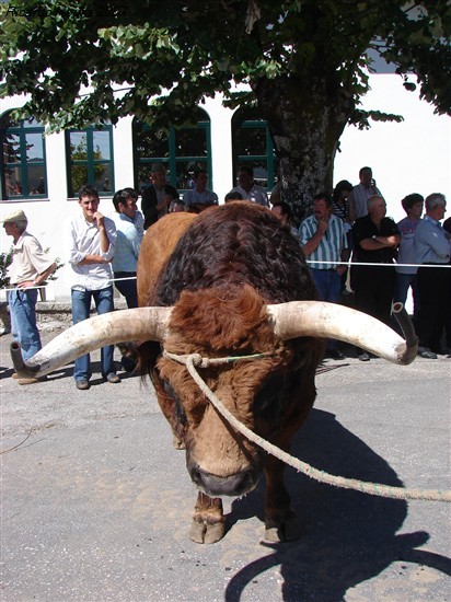 Concurso Pecuário da Venda Nova 2007