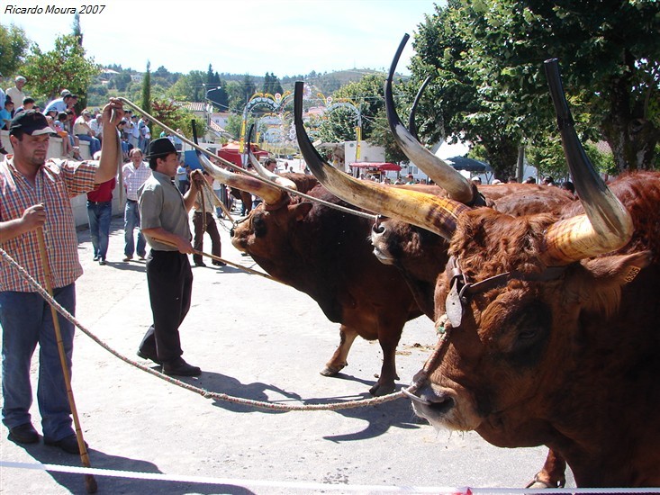 Concurso Pecuário da Venda Nova 2007