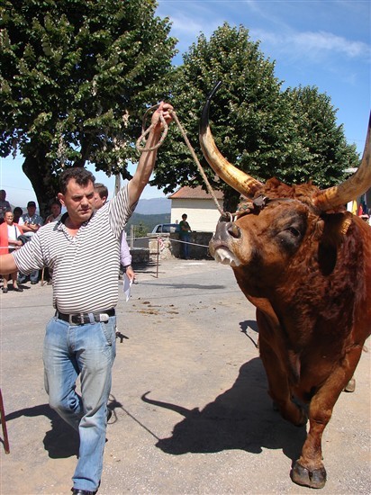 Concurso Pecuário da Venda Nova 2007