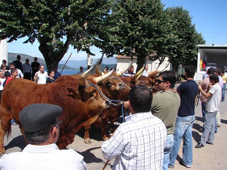 Concurso Pecuário da Venda Nova 2007