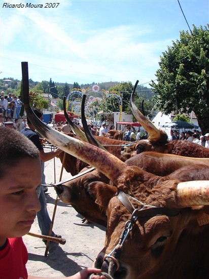 Concurso Pecuário da Venda Nova 2007