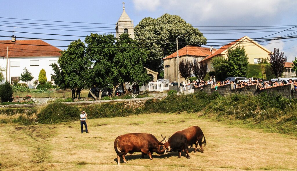 Chega de bois na "Semana do Barrosão"