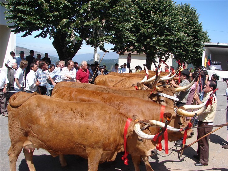 Concurso Pecuário da Venda Nova 2007