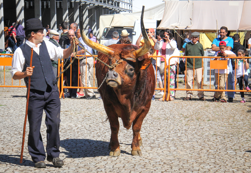 Montalegre - Feira do Prémio 2014