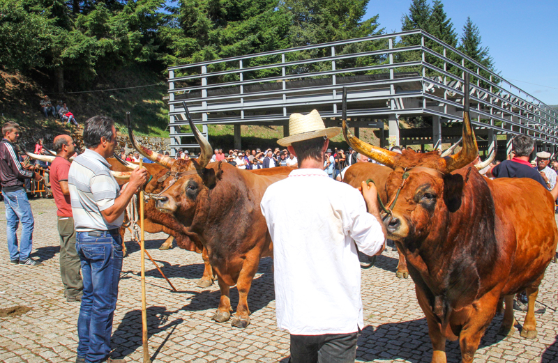 Montalegre - Feira do Prémio 2014