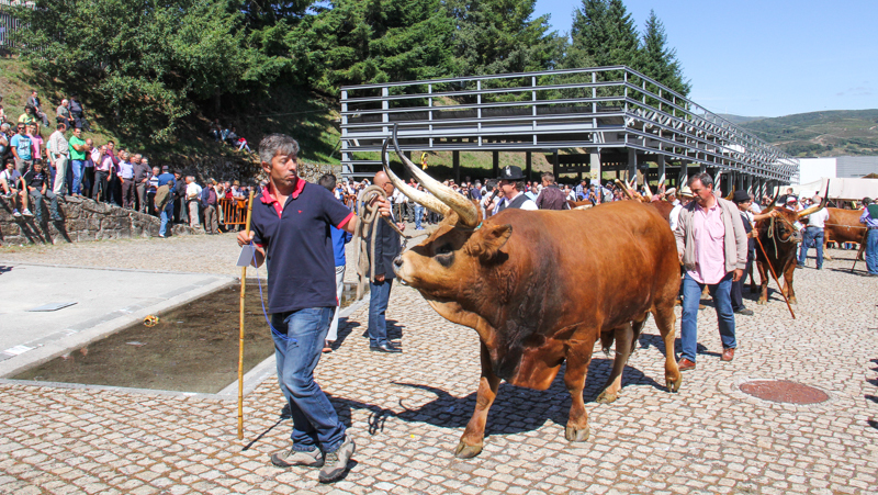 Montalegre - Feira do Prémio 2014