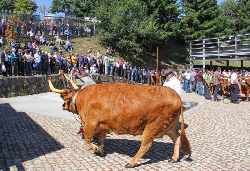 Montalegre - Feira do Prémio 2014