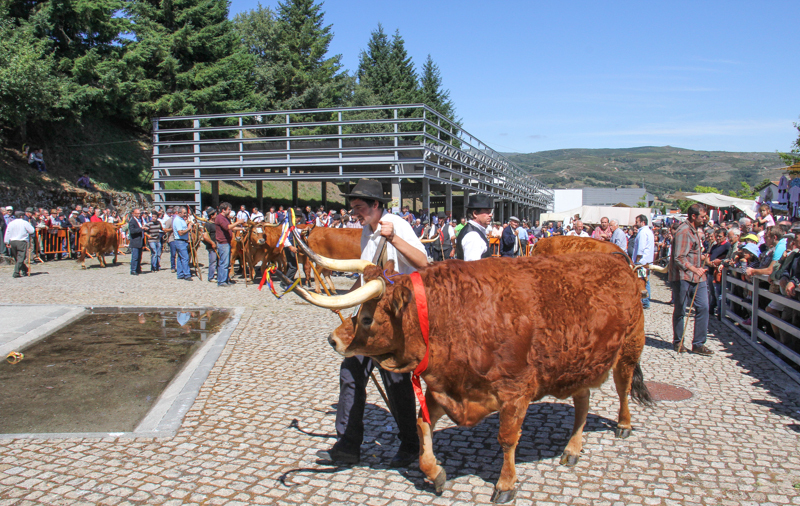 Montalegre - Feira do Prémio 2014