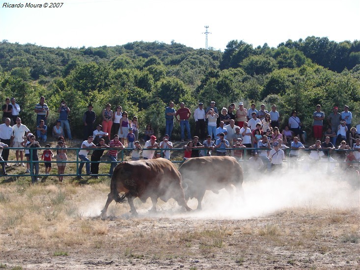 Final do Torneio de Chegas de Bois