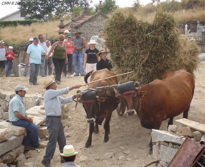 Segada e Malhada em Paredes do Rio 2007 (FOTOS)